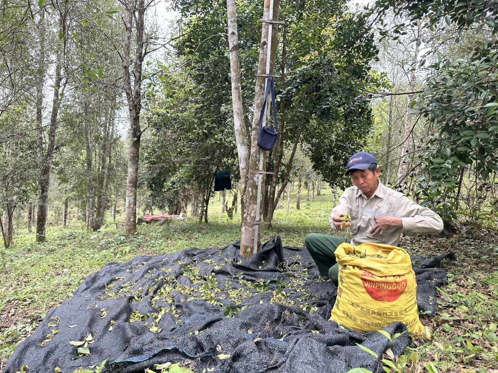 Chính sách đặc thù khuyến khích phát triển lâm nghiệp bền vững của Quảng Ninh có điểm gì mới?- Ảnh 2.